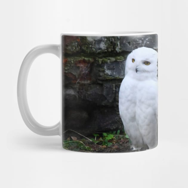 snow owl 1 / Swiss Artwork Photography by RaphaelWolf